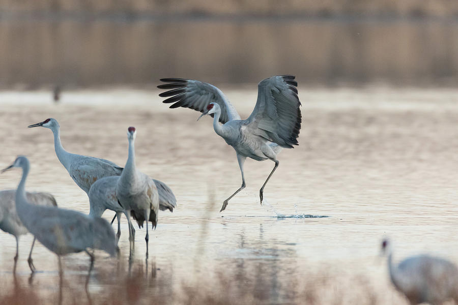 Wheels Down V Photograph by Alan Vance Ley - Fine Art America