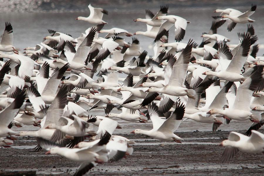 Bird Photograph - Wheels Up for the Snow Geese by Lieve Snellings