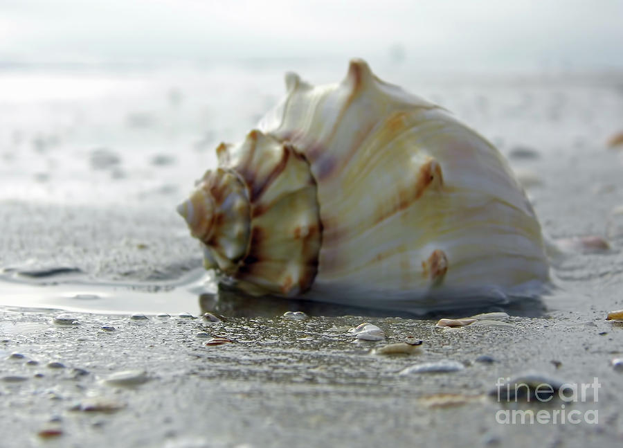 Whelk In The Surf Photograph by D Hackett