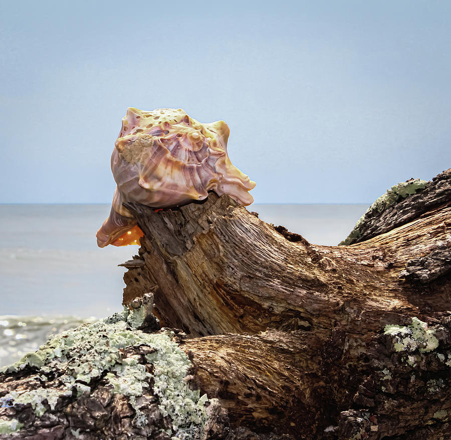 Whelk Shell 2 Photograph by Cindy Robinson