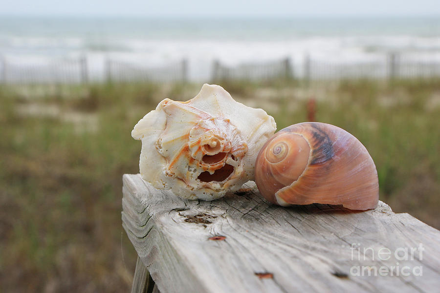 Whelk Shell and Moonsnail Shell  6946 Photograph by Jack Schultz