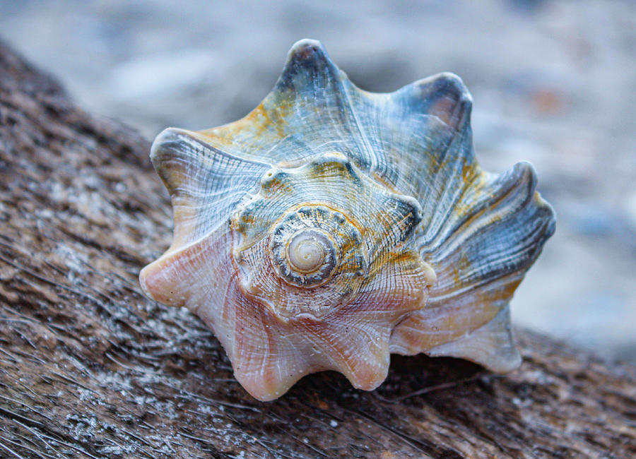 Whelk Shell Photograph by Cindy Robinson