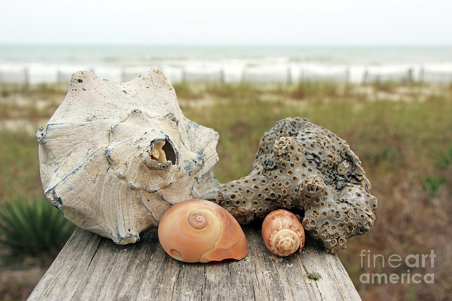 Whelk Shell, Coral, Moonsnail Shell and Olive Shell  6961 Photograph by Jack Schultz