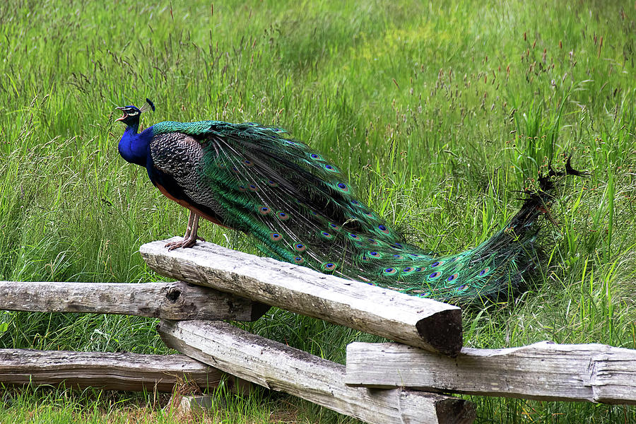 When a Peacock Calls Photograph by Peggy Collins