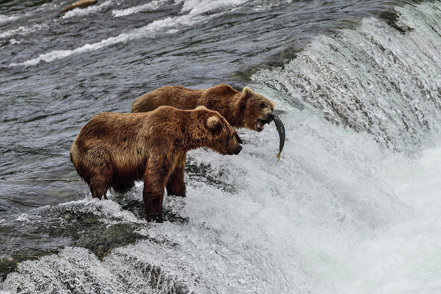 When a Salmon Insults a Grizzly Bear - Brooks Falls, Katmai National Park, Alaska Photograph by Amazing Action Photo Video