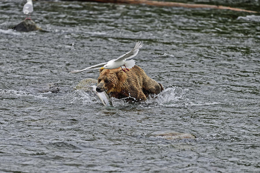 When a Seagull Competes with a Bear - Brooks Falls, Katmai National Park, Alaska  Photograph by Amazing Action Photo Video