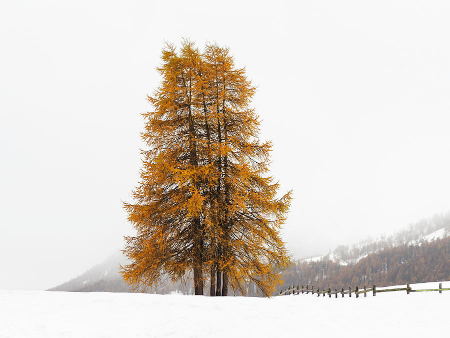 When Autumn meets Winter Photograph by Ewa Jermakowicz