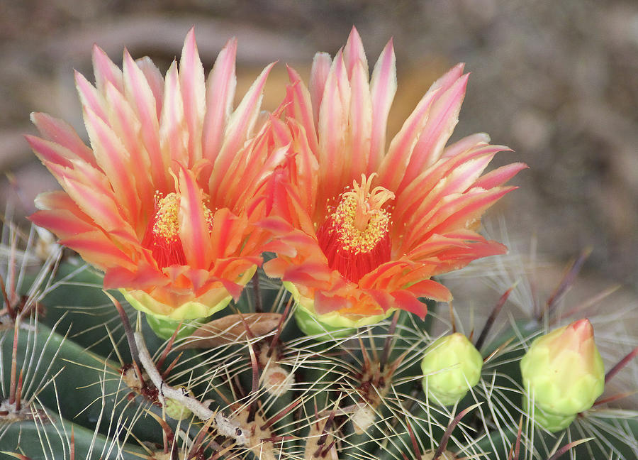 When Cactus Bloom Photograph by Rob Olson Fine Art America