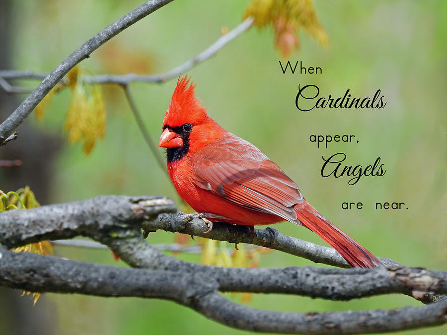 Bird Digital Art - When Cardinals Appear by Carmen Macuga