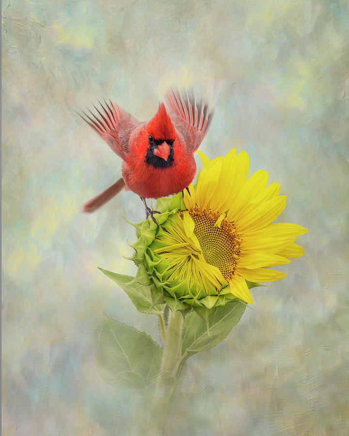 When Cardinals Appear - Sunflower Bloom Mixed Media by Patti Deters