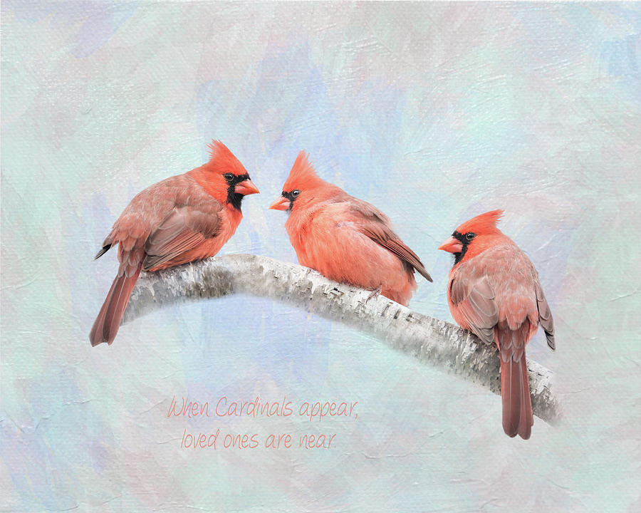 When Cardinals Appear - Three Photograph