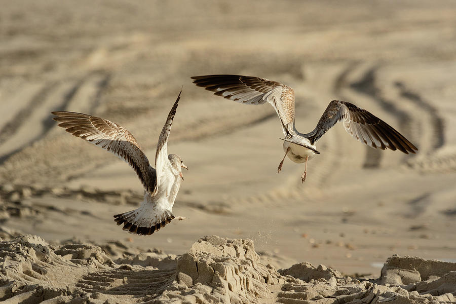 When Gulls Collide Photograph by Joni Eskridge