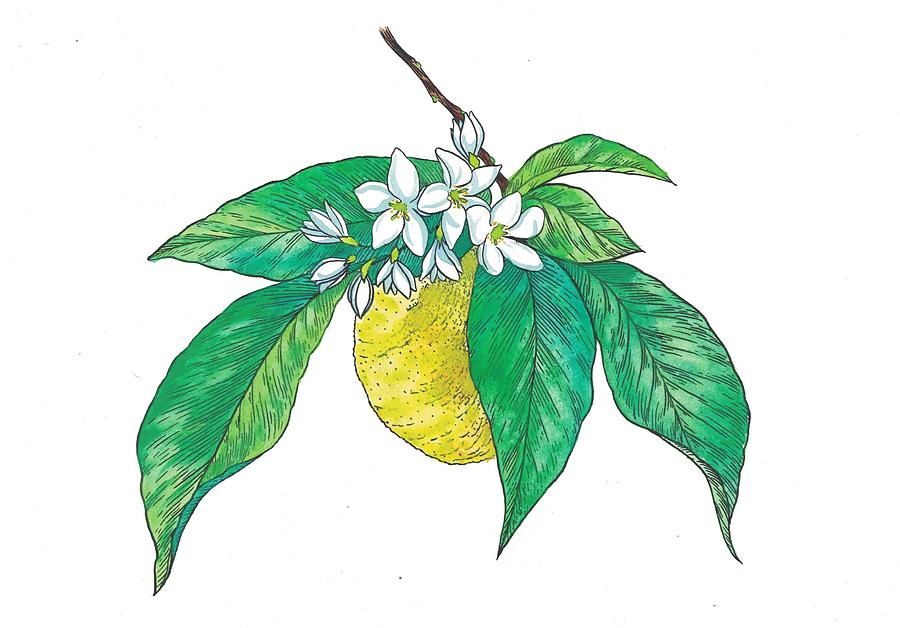 When Life Gives You Lemons Painting by Miranda Brouwer