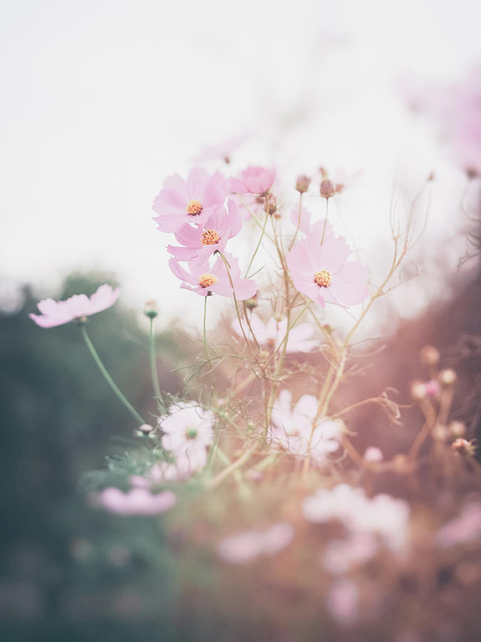 When October Goes Photograph by Yuka Kato - Fine Art America