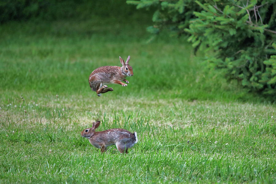 When Rabbits Fly Photograph by Scott Burd - Fine Art America