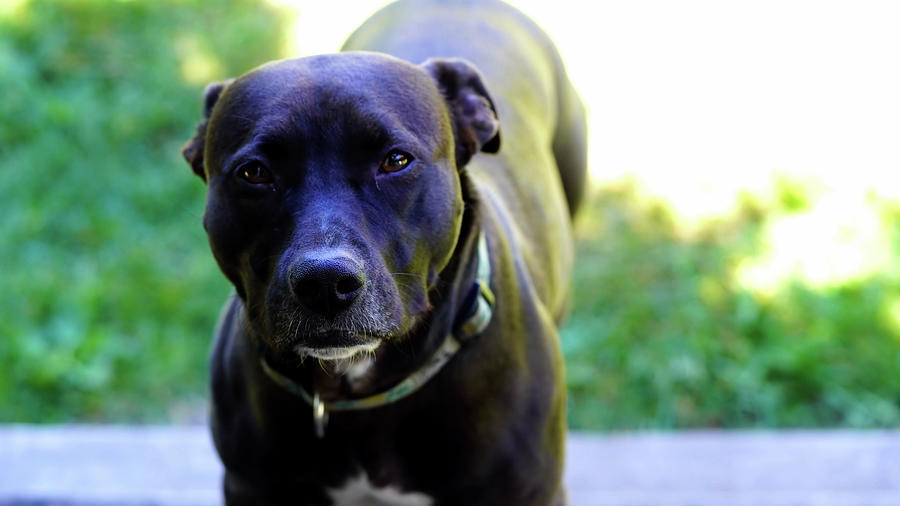 When the dog is smarter than you are Photograph by Christopher Leger ...