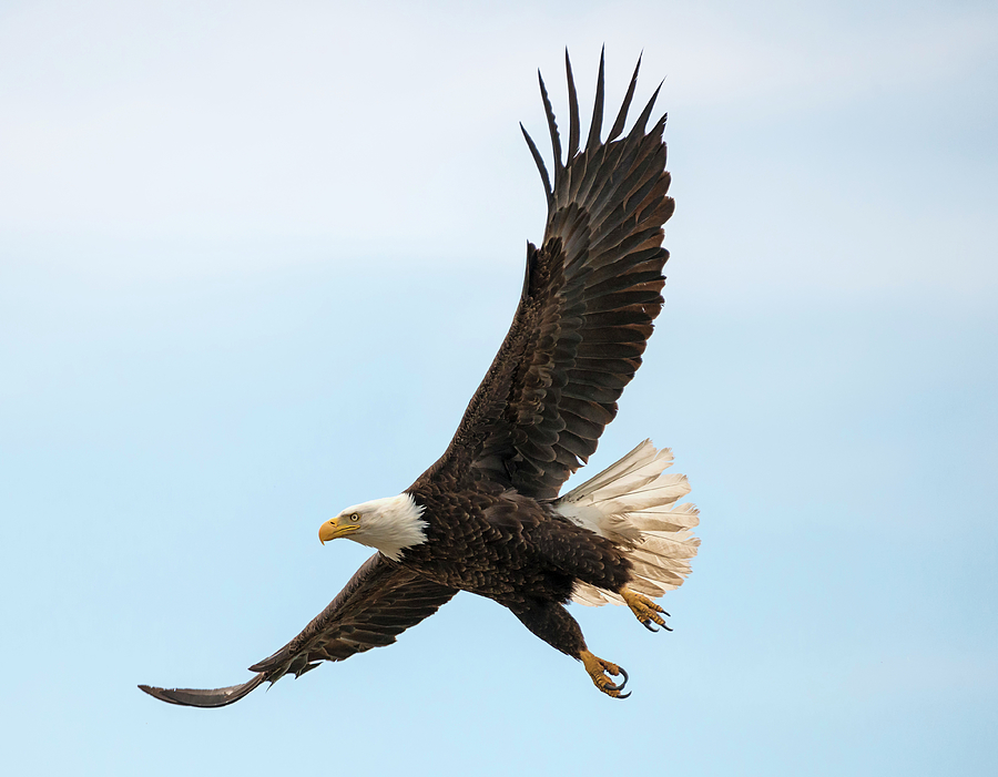 When the Eagle Flies Photograph by Loree Johnson
