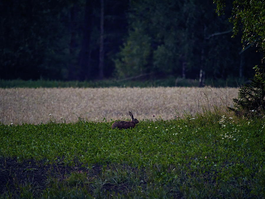 When the night falls. European hare Photograph by Jouko Lehto