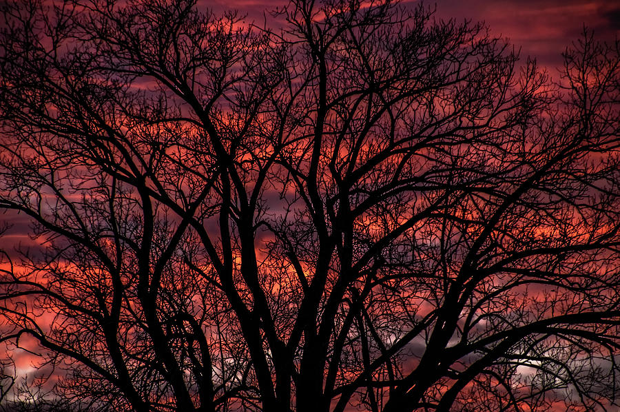 Sunset Photograph - When The Sky Is On Fire And The Trees Dont Burn by Kathryn by Photography By Phos3 Kathryn Parent and Dave Paddick