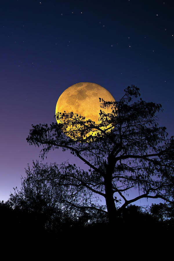 When the Wild Moon Calls Photograph by Mark Andrew Thomas