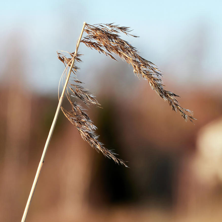 When the winter is over. Common reed Photograph by Jouko Lehto
