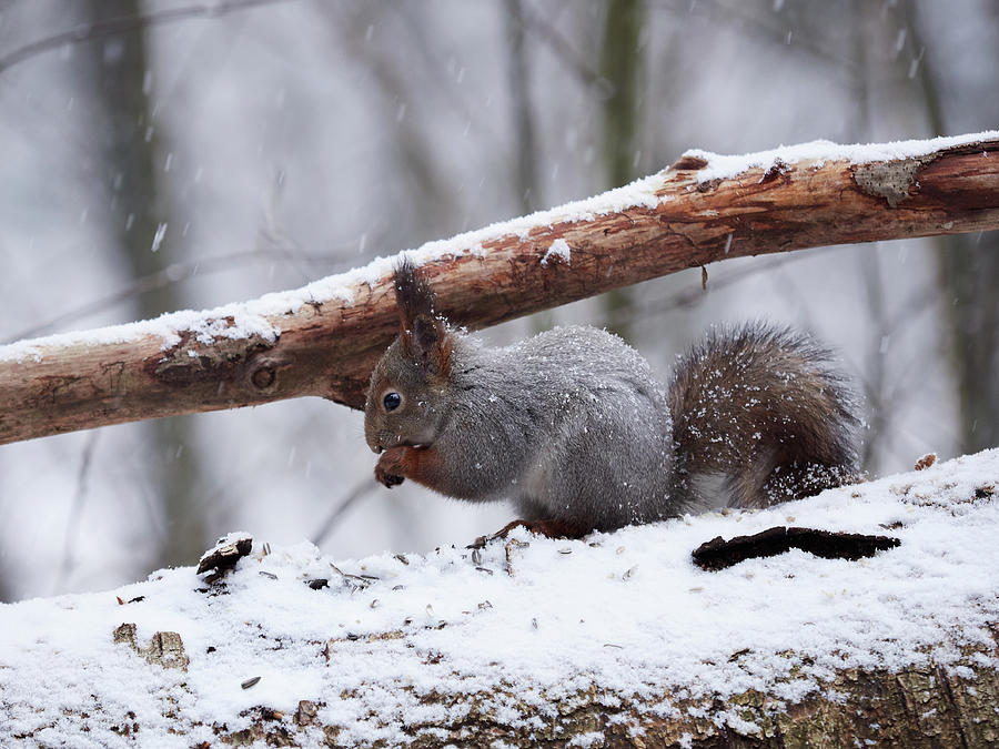 When the world is gray colored. Eurasian red squirrel Photograph by Jouko Lehto