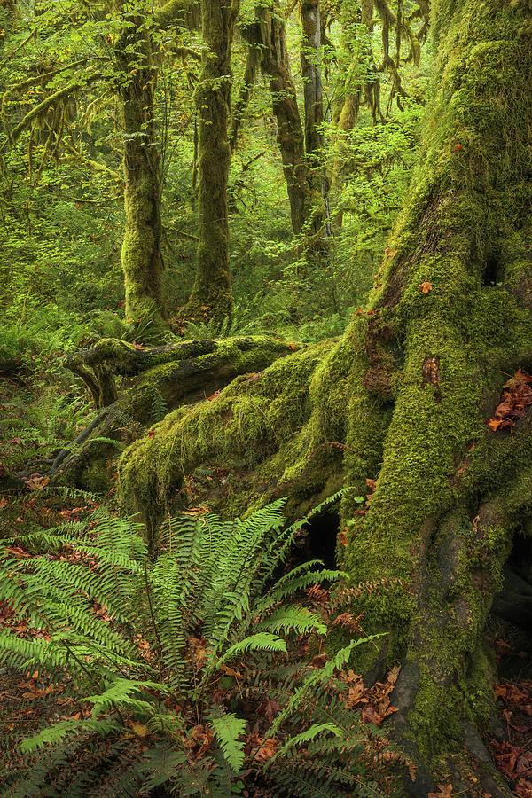 When You Are Loved - Hoh Rainforest Photograph by Alexander Kunz