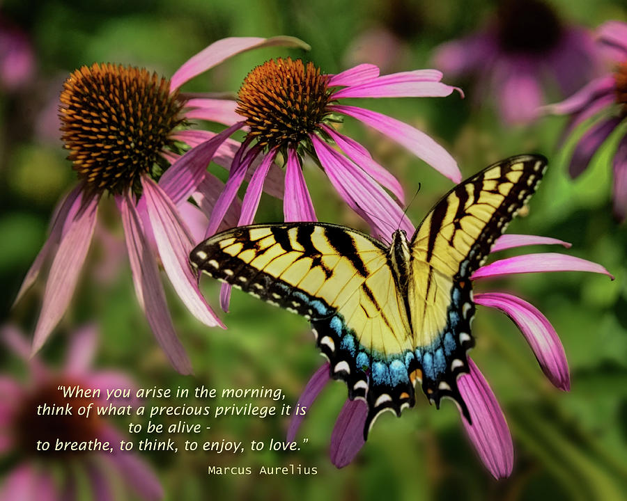 When You Arise - Butterfly and Flowers Photograph by Nikolyn McDonald ...