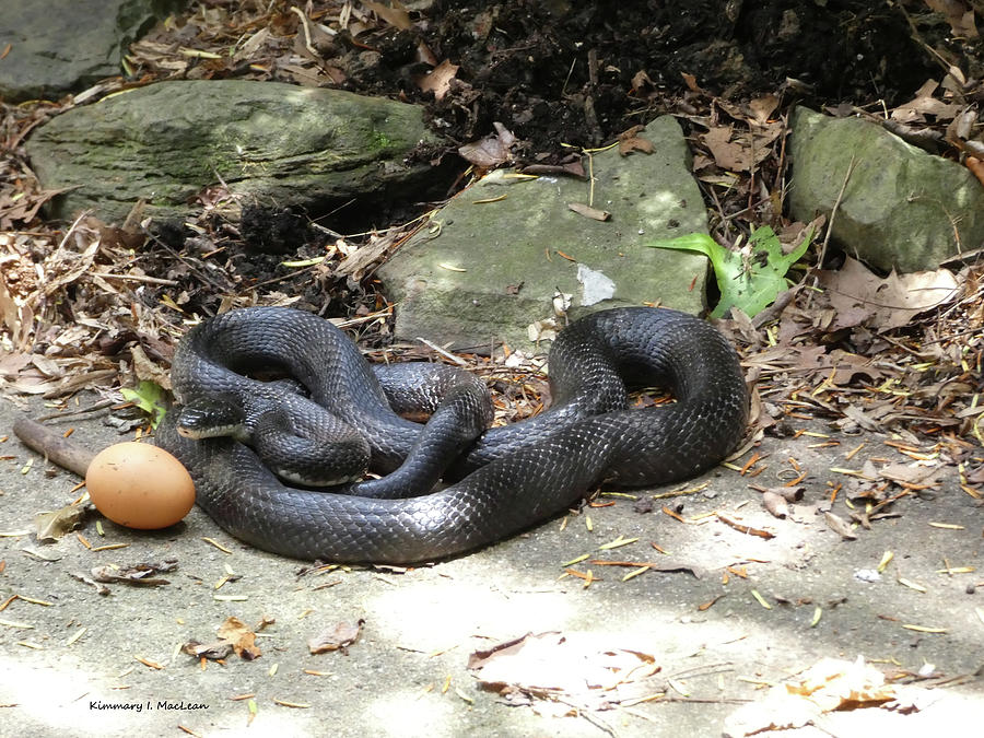 When You Give A Snake An Egg Photograph by Kimmary I MacLean