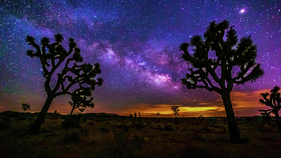 Joshua Tree National Park Photograph - When You Wish Upon a Tree by Peter Tellone
