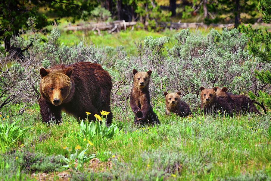 Grand Teton National Park Photograph - Where Are We Going Mom? by Greg Norrell