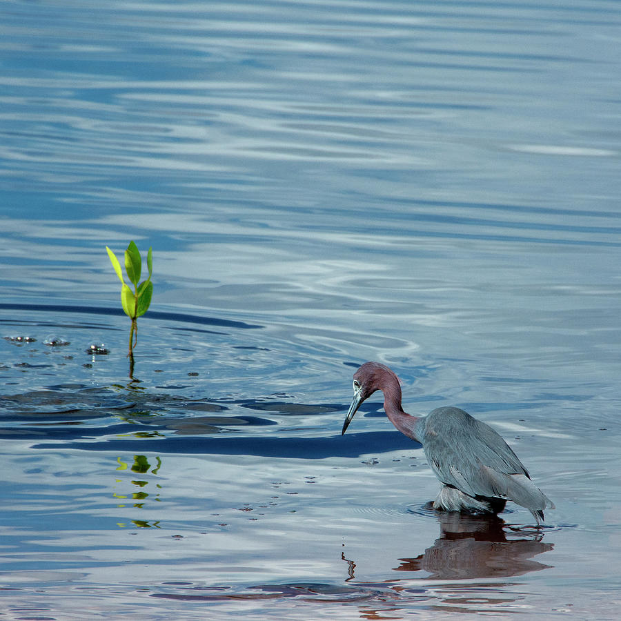 Where Did It Go? - Little Blue Heron Photograph by Mitch Spence