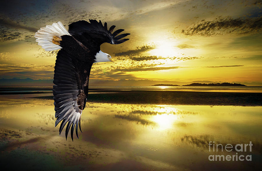 Eagle Photograph - Where Eagles Dare by Bob Christopher