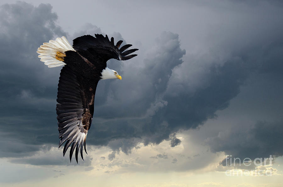 Where Eagles Dare To Fly Photograph by Bob Christopher