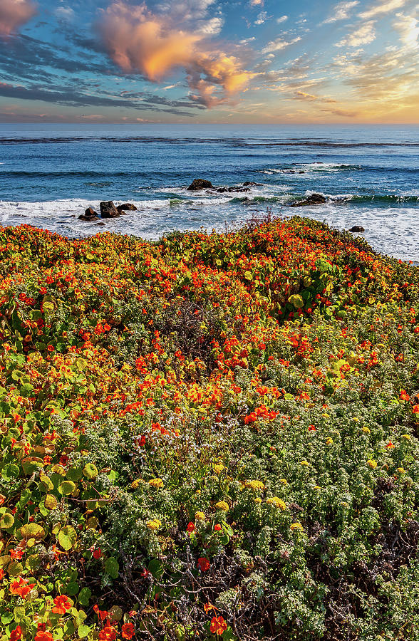 Where Flowers Meet the Sea Photograph by Dan Carmichael