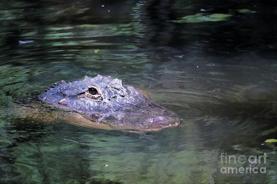 Where Gators Swim Photograph