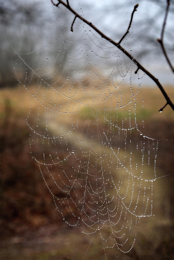 Where Leads the Path Never Reached -   Dew bedazzled spiderweb in front of a curving path in woods Photograph by Peter Herman