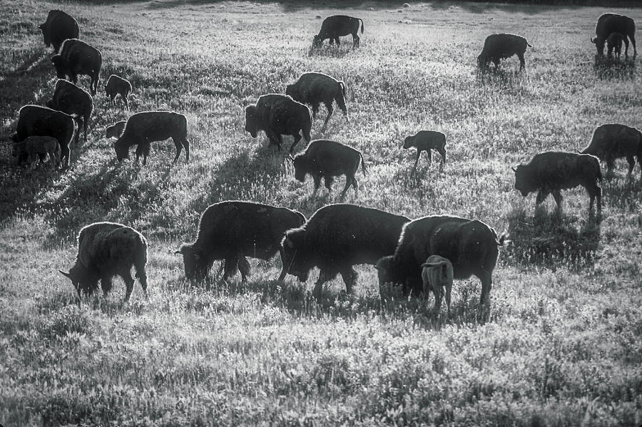 Where the Buffalo Roam 219 Photograph by James C Richardson