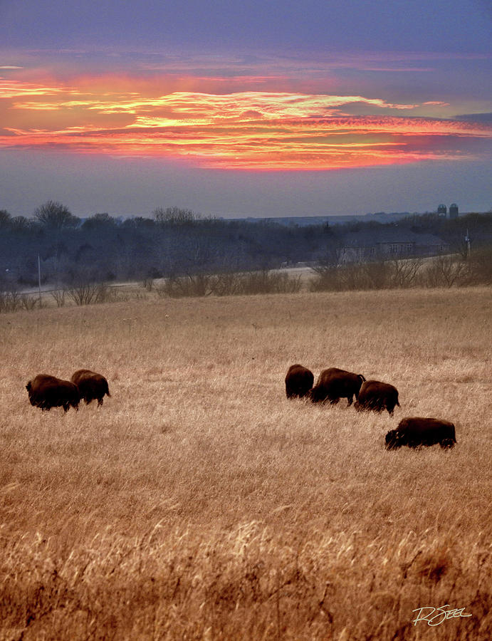 Where The Buffalo Roam Photograph by Rod Seel