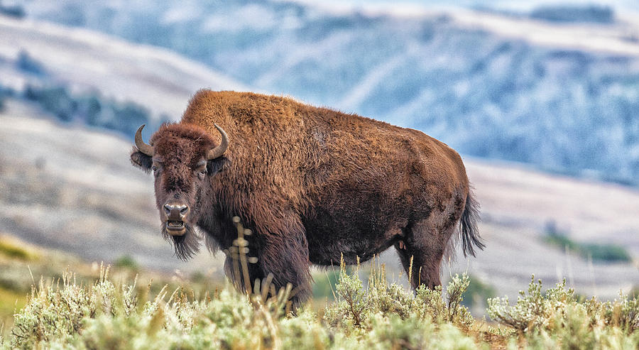 Where the Buffalo Roam Photograph by Stephen Stookey - Fine Art America