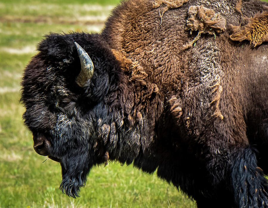 Where The Buffalo Roam Photograph by Tori M Bird - Fine Art America