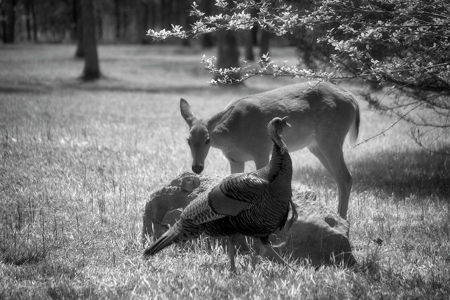Where the Deer and Wild Turkey Play Photograph by Laura Vilandre