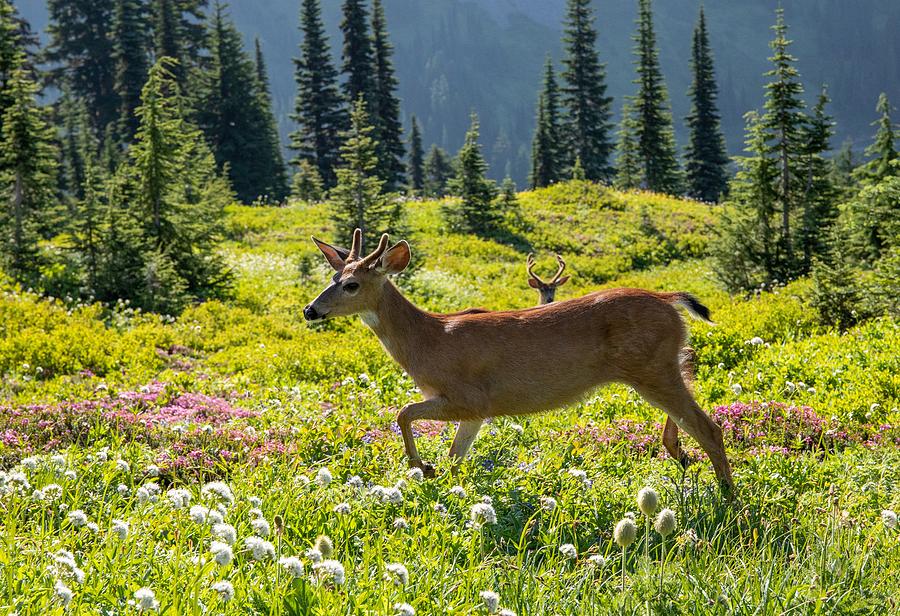 Where the deer roam Photograph by Lynn Hopwood