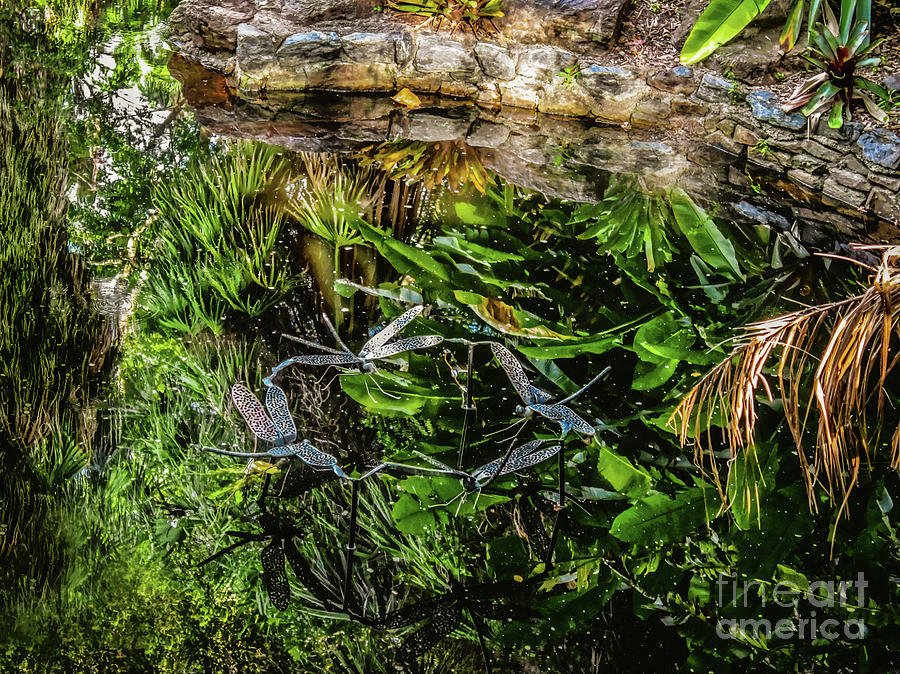 Where the Dragonflies Dance Photograph by Susan Vineyard