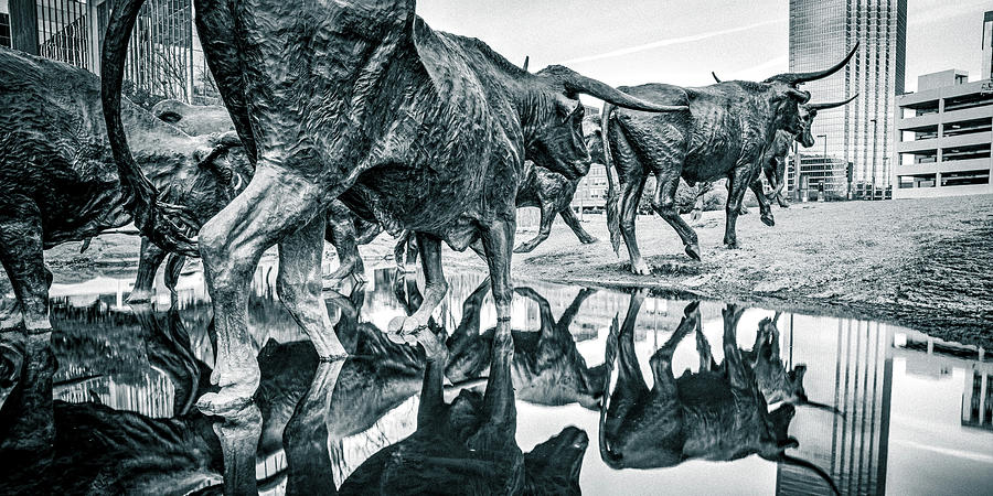 Where The Longhorns Gather - Dallas Texas Selenium Silver Panorama Photograph by Gregory Ballos