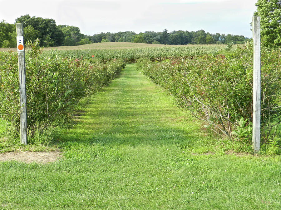 Where the Row of Blueberry Bushes End Photograph by Lise Winne