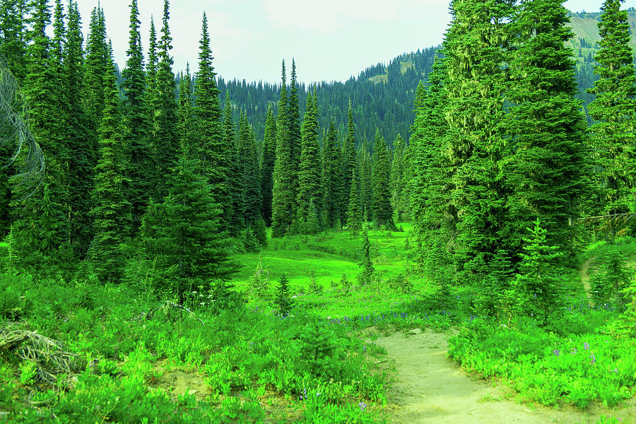 Where The Trail Opens To A Meadow Photograph