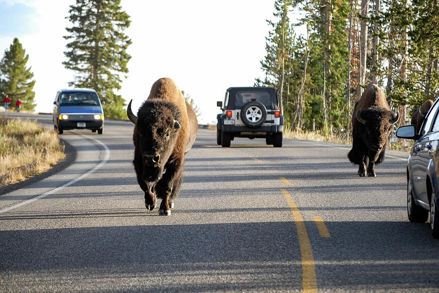 Where The Buffalo Roam - Bison, Yellowstone National Park, Wyoming Photograph by Earth And Spirit