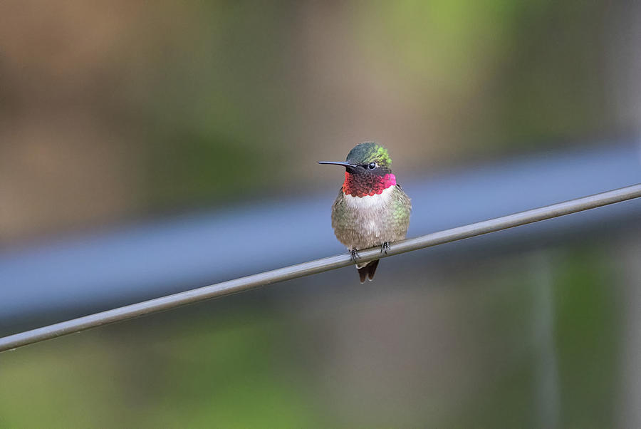 Wheres Breakfast - Ruby-throated Humming Bird -  Trochilus colubris Photograph by Spencer Bush