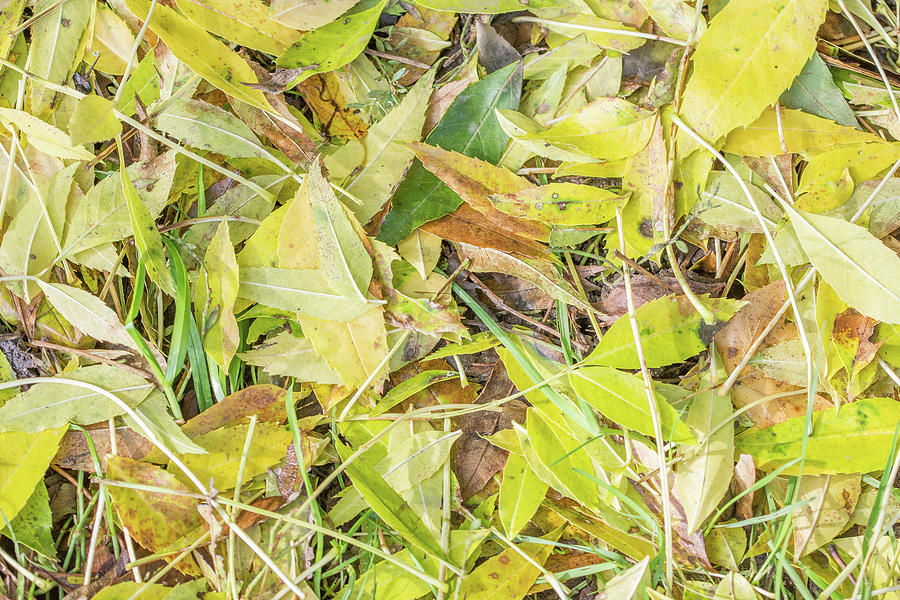 Whetstone Stray Leaves Fall Photograph by Edmund Peston